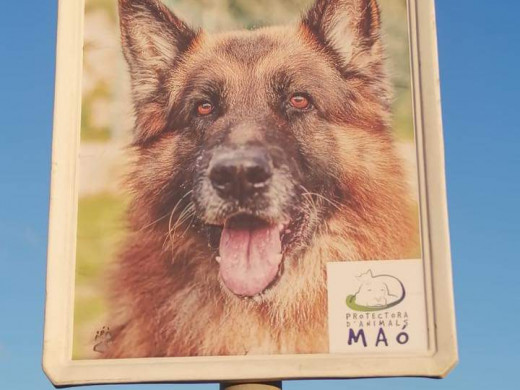 Original campaña de adopción de perros de la Protectora de Animales de Maó