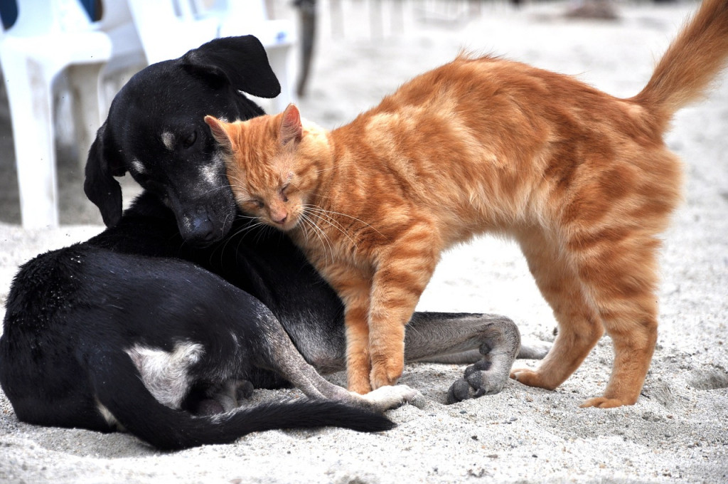 Buscan concienciar sobre el cuidado y la tenencia responsable de mascotas