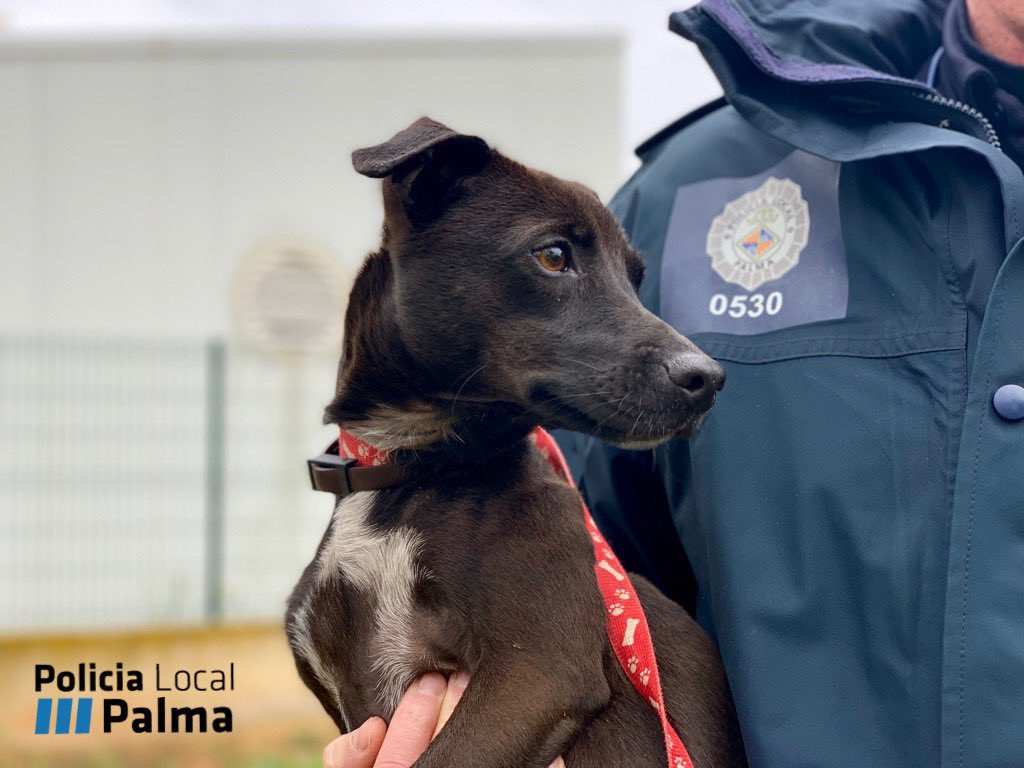 Imagen de la perrita "Luna" (Foto: Policía Local de Palma)