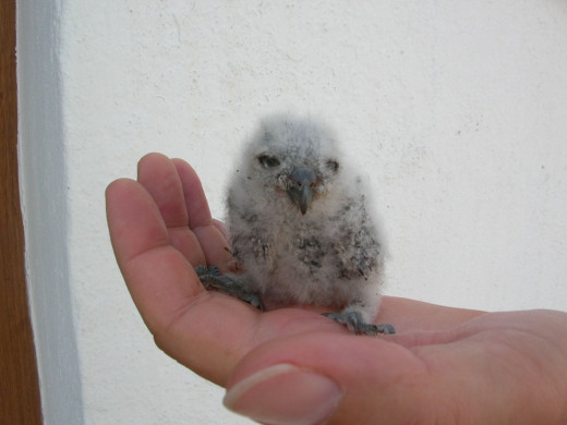 Imagen de un pequeño búho, uno de los animales que puedes apadrinar