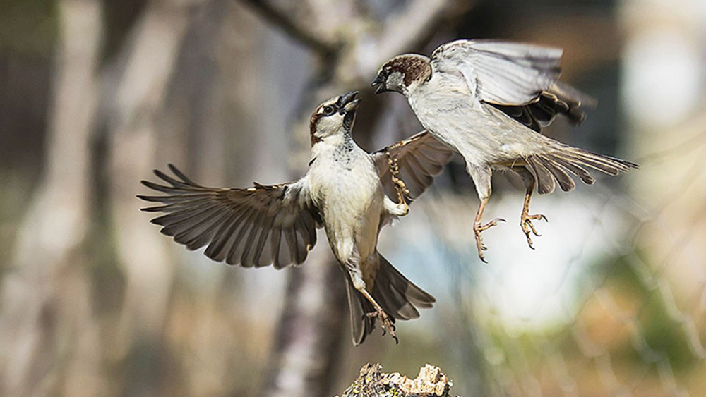 Dos pájaros sobre una rama (Foto: Mikel Llambías)