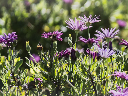 (Galería de fotos) Las postales que deja la llegada de la primavera a Menorca