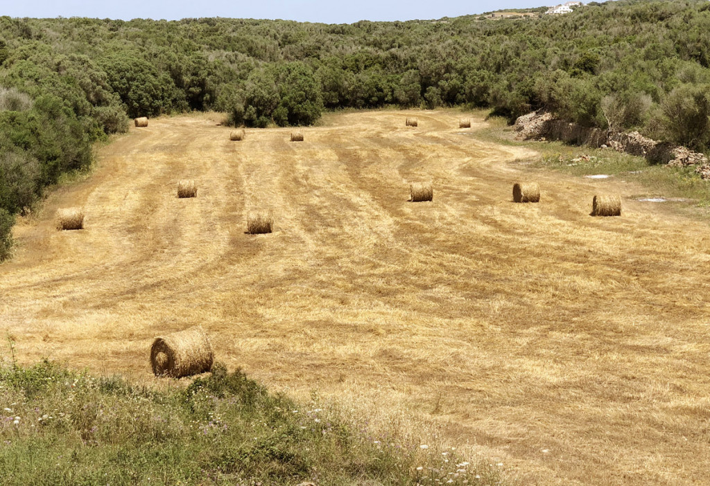 Balas de cebada en Binixica (Foto: Tolo Mercadal)