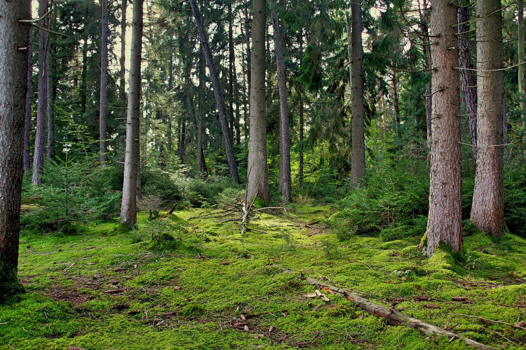 El bosque de Menorca no está limpio