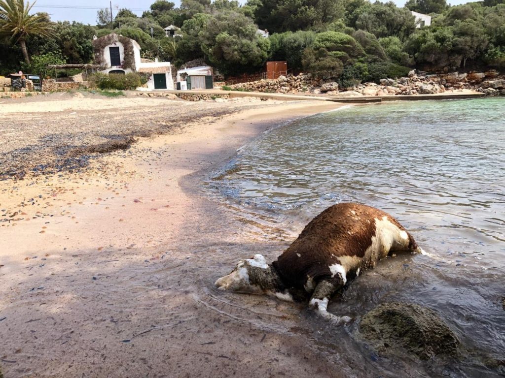 Binisafúa: es la segunda vaca muerta que se halla en la costa de Menorca esta semana. (Foto: Manel)