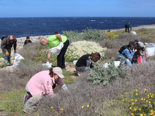 (Fotos) La batalla contra las plantas invasoras en Artrutx