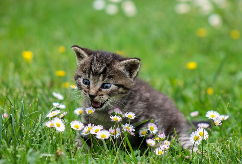 Según los comentarios en varias zonas de Menorca los gatos están en peligro (Fotografía: Ilona Ilyés)