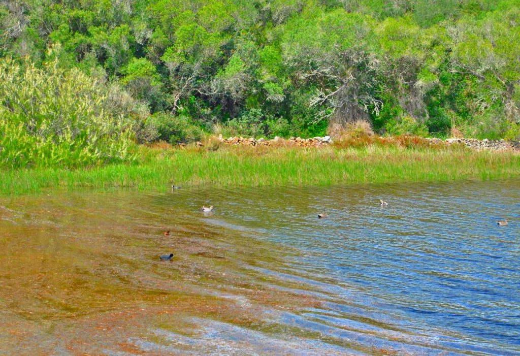 La Albufera des Grau es un lugar ideal para ver las aves en su hábitat