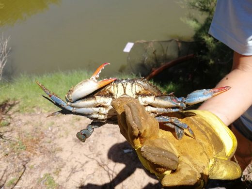 (Fotos) Tortuga de Florida y cangrejo azul, especies invasoras