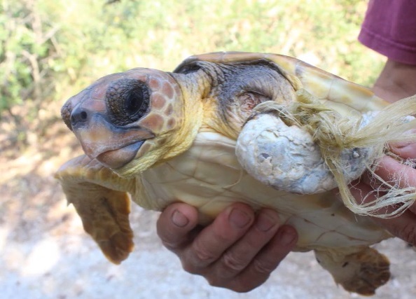 La tortuga será tratada en el Palma Aquarium