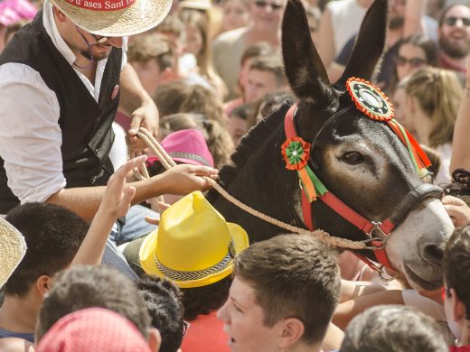 (Fotos) El “jaleo d’ases” de Sant Bartomeu llena es Pla de l’Esglèsia