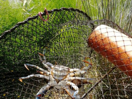 (Fotos) Tortuga de Florida y cangrejo azul, especies invasoras