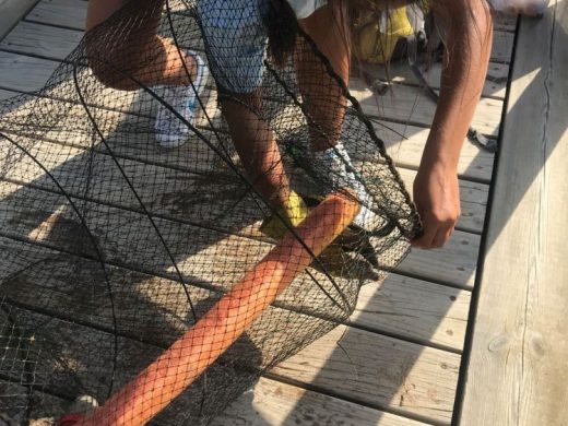 (Fotos) Tortuga de Florida y cangrejo azul, especies invasoras