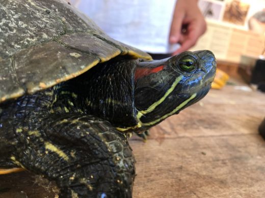 (Fotos) Tortuga de Florida y cangrejo azul, especies invasoras