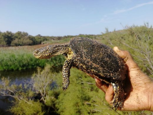 (Fotos) Tortuga de Florida y cangrejo azul, especies invasoras