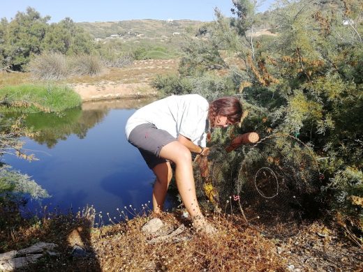 Torrente en la isla