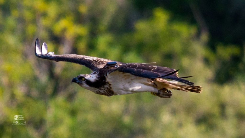 Imagen del águila pescadora captada por Jordi Garcia Polop