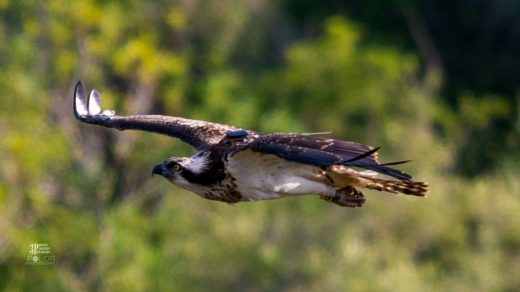 Imagen del águila pescadora captada por Jordi Garcia Polop