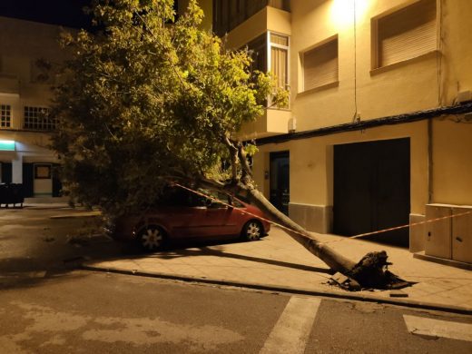 El viento derrribó este árbol en Maó que cayó encima de un vehículo aparcado (Foto: I.M.)