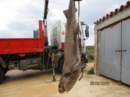 Imagen del tiburón muerto encontrado en el puerto de Maó
