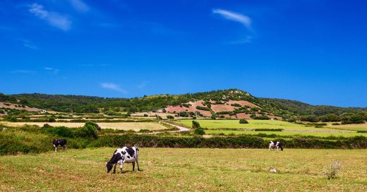 Con las ayudas prevista se minimizará el efecto de la pandemia sobre los productores de leche (Foto: Turisme de les Illes Balears)