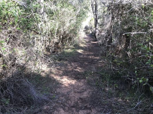 (Fotos) Denuncian pintadas en el camino de Cala’n Carbó