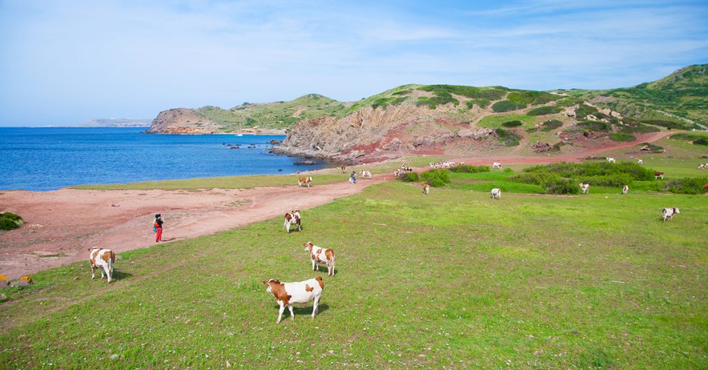 Vacas cerca del mar (Foto: Turisme de Menorca)