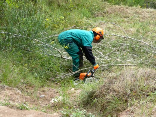 Operarios de Endesa limpiando la masa forestal