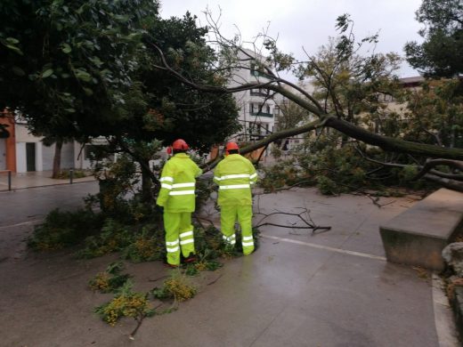 Árboles caídos debido al temporal (Foto: Ajuntament de Maó)