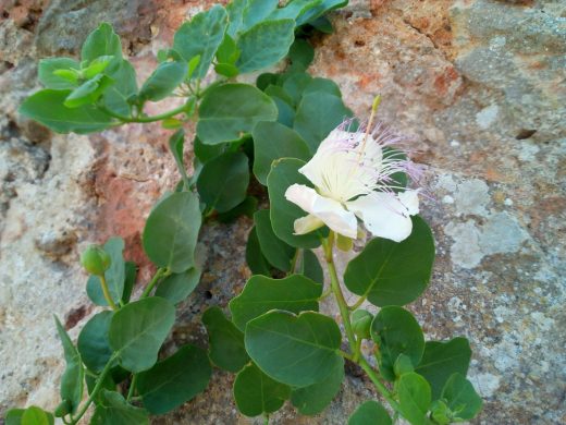 La planta de las alcaparras tiene una bonita flor (Foto: EA)