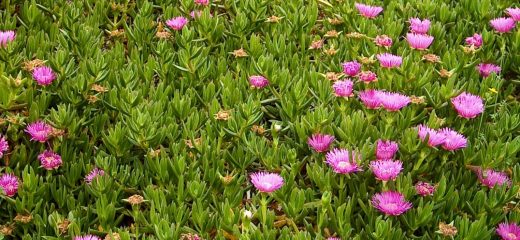 Carpobrotus edulis, planta invasora originaria de Sudáfrica (Foto: Menorca Reserva de Biosfera)