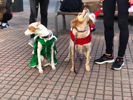 (Galería de fotos) Perros y dueños, a la carrera en Ferreries