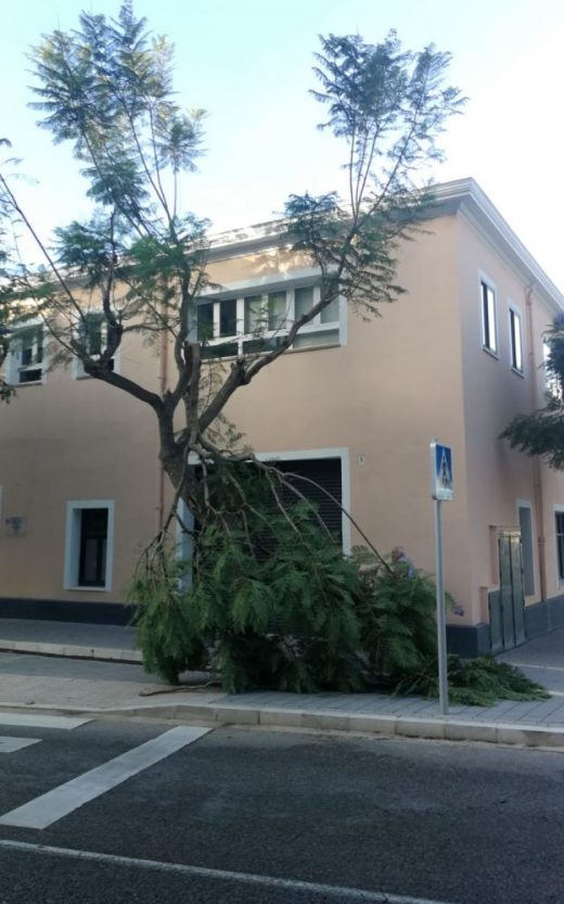 Árboles en el puerto de Maó (Foto: Autoridad Portuaria de Baleares)