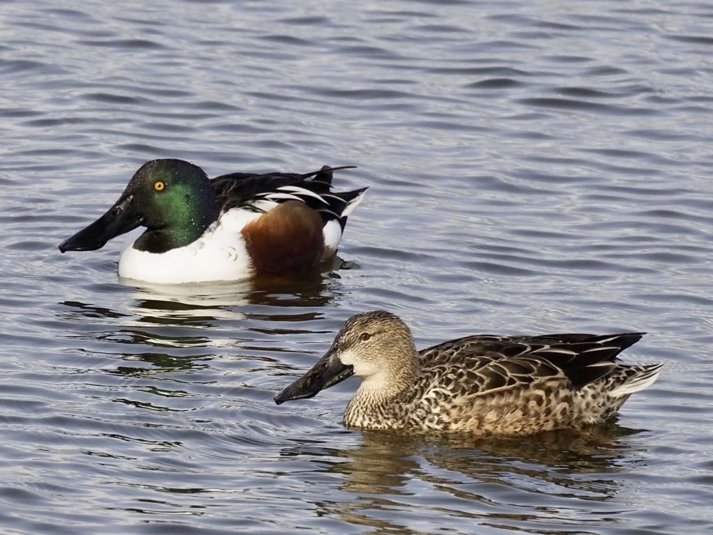 Patos.