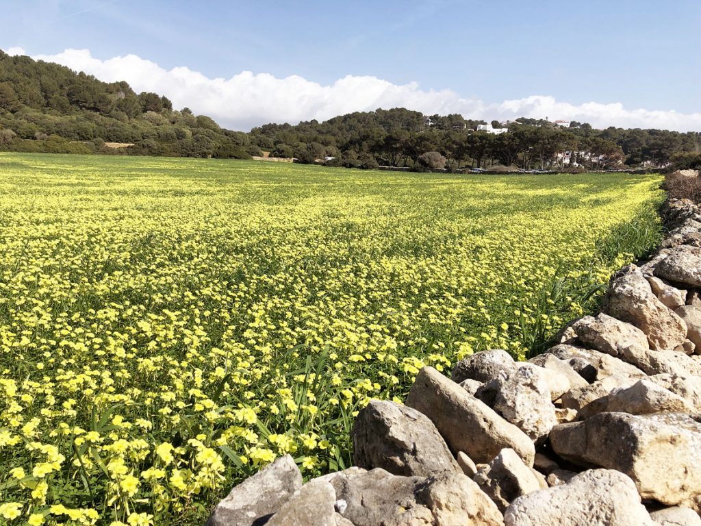 Primavera adelantada.