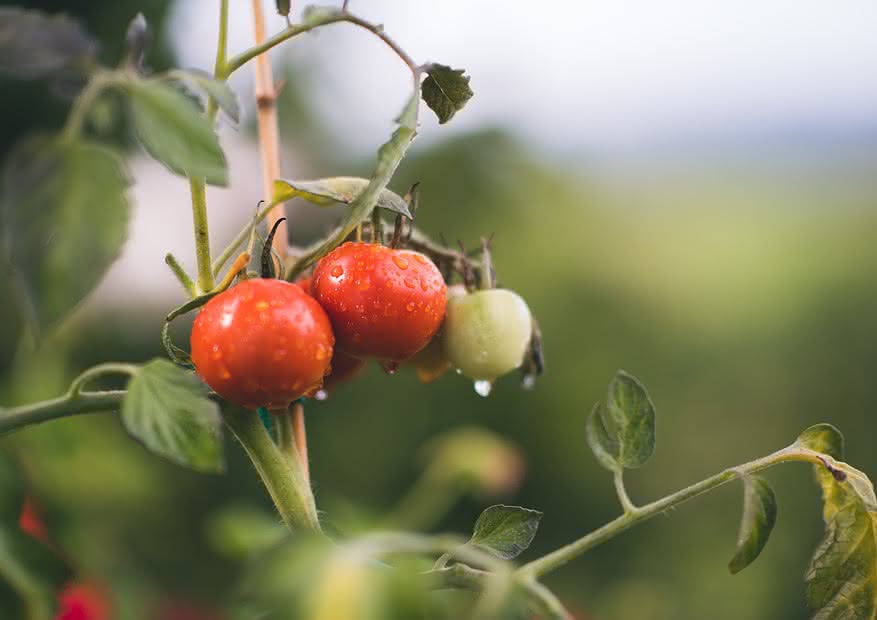 Cultivo de tomates.