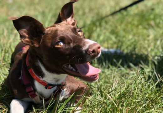 Desde la protectora exponen que actualmente tienen más perros de lo normal "en el limbo", lo que ocasiona un aumento de gastos y responsabilidad.