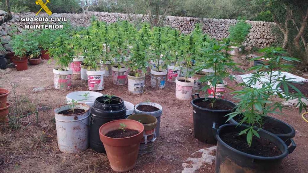 Una muestra de las plantas (Fotos: Guardia Civil)