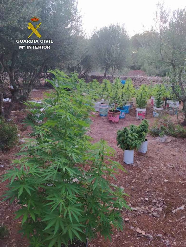 Plantación de marihuana en la Isla.