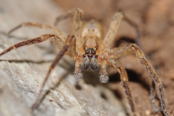 Se han descubierto 116 especies nuevas de arañas en Menorca