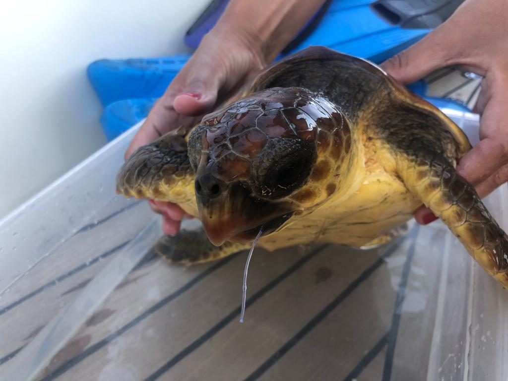 Imagen de la tortga rescatada (Foto y vídeos: Carlos Juaristi)