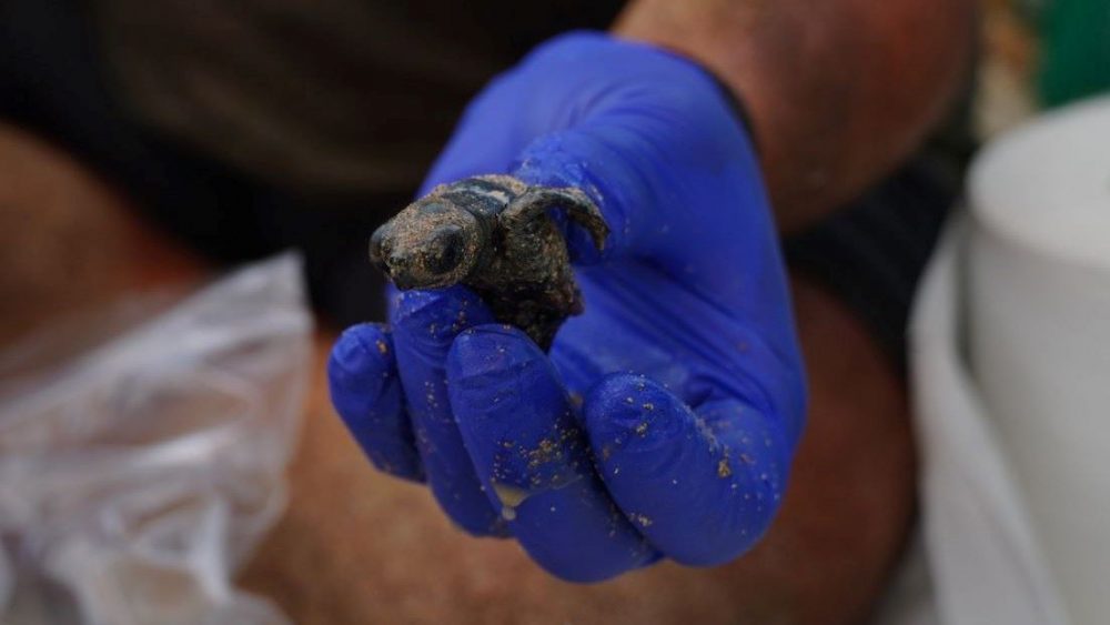 Unas de las últimas tortugas nacidas en Sa Mesquida