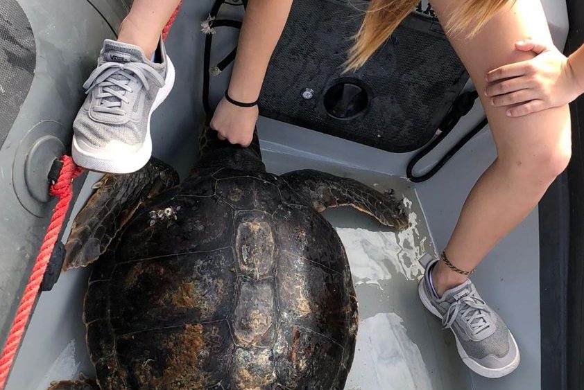 Imagen de la tortuga marina encontrada por los alumnos del Club Náutic de Ciutadella