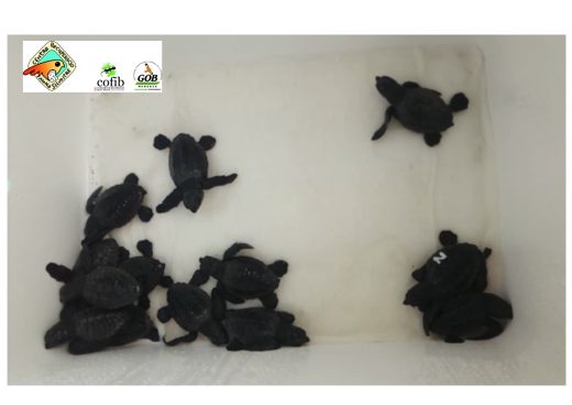 Las nuevas tortugas marinas nacidas en Menorca (Imagen GOB)