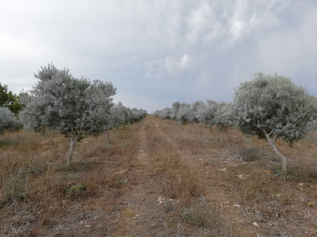 Olivos gestionados de manera ecológica en Morvedra Vell (Foto: GOB Menorca)