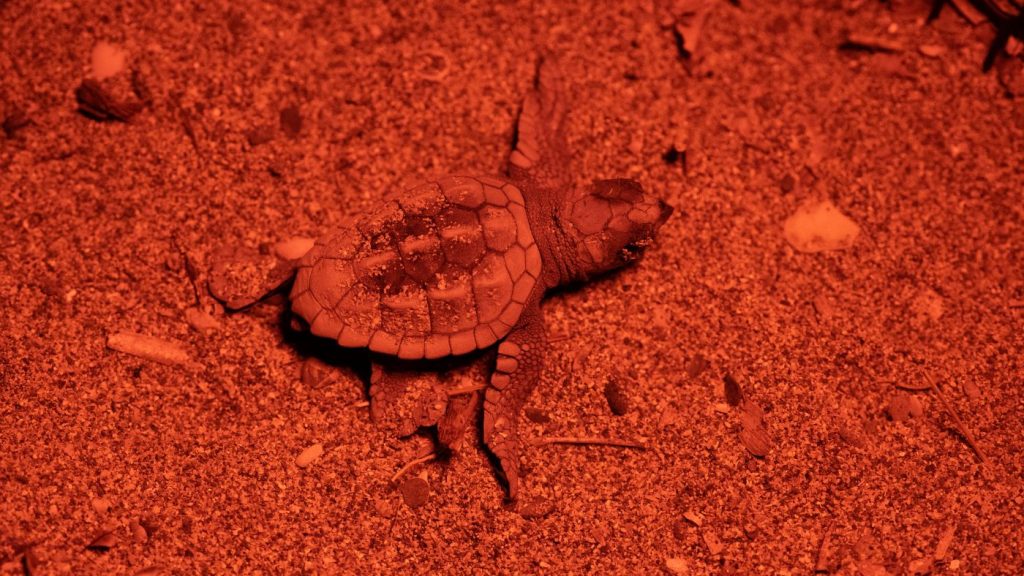 La familia crece en Menorca y las tortugas marinas van saliendo del nido