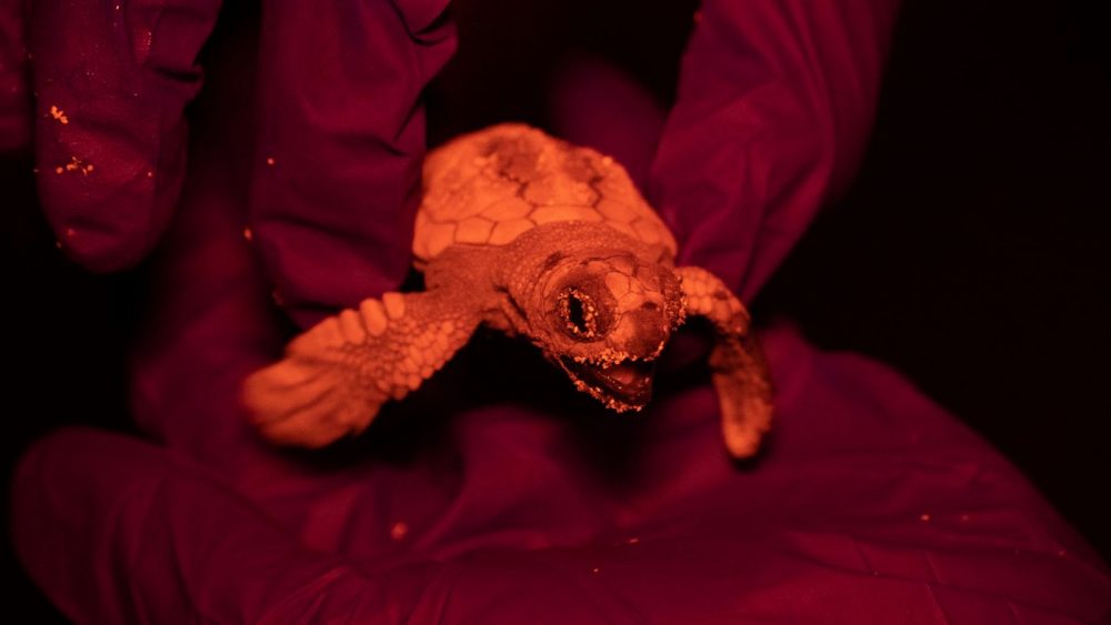 Primera tortuga nacida en la playa de Sa Mesquida.