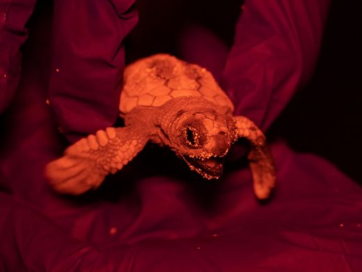 Nace la primera tortuga marina del nido que se encuentra en la playa de Sa Mesquida