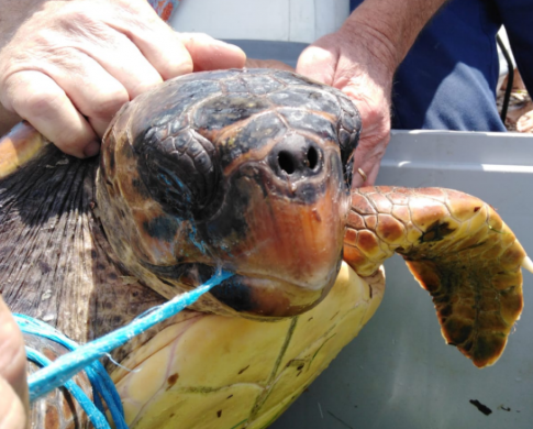 Tortuga con un anzuelo.