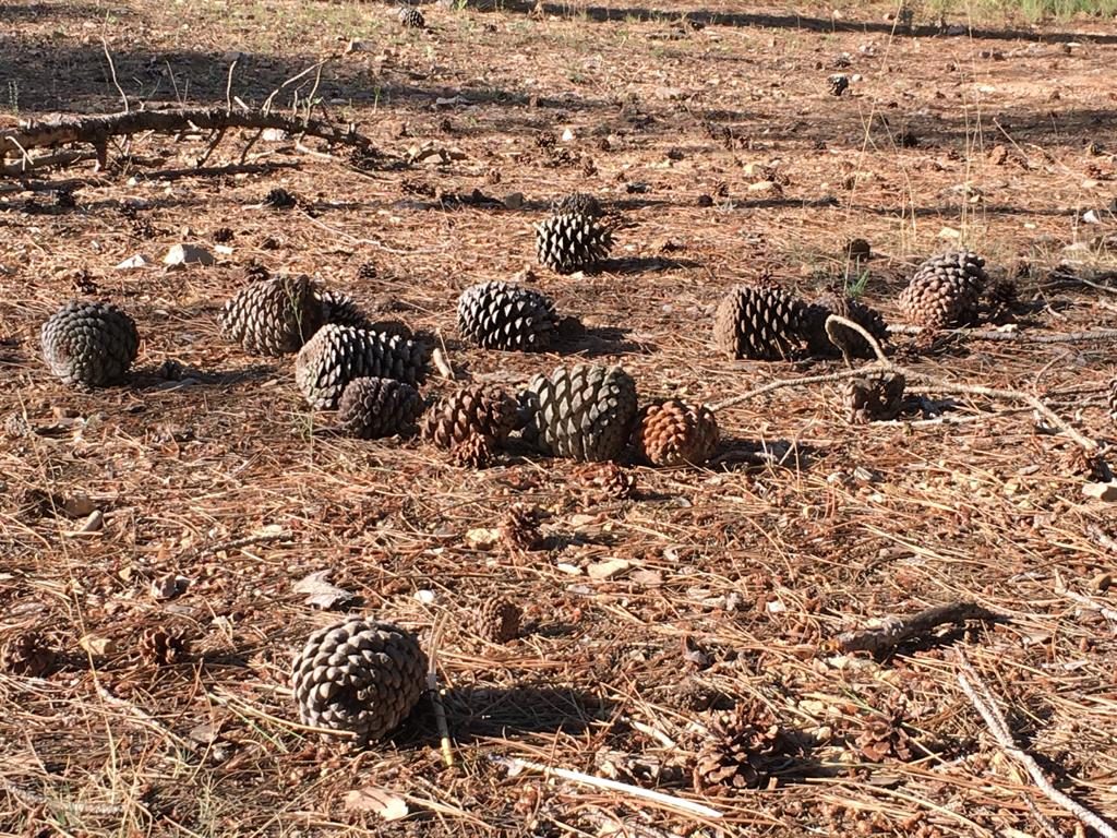 Piñas en el suelo.